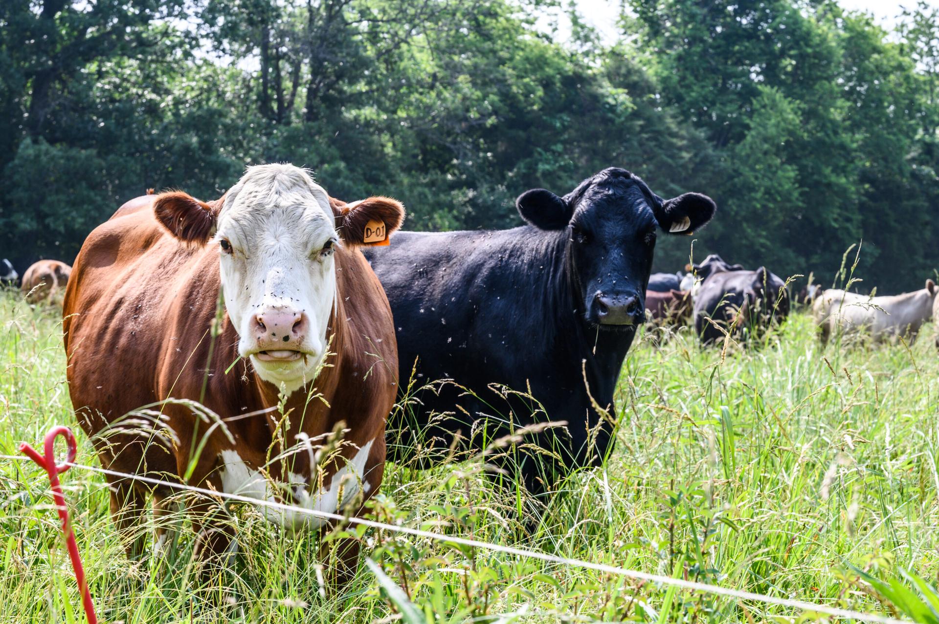The Farmer and the Foodie: Berea College