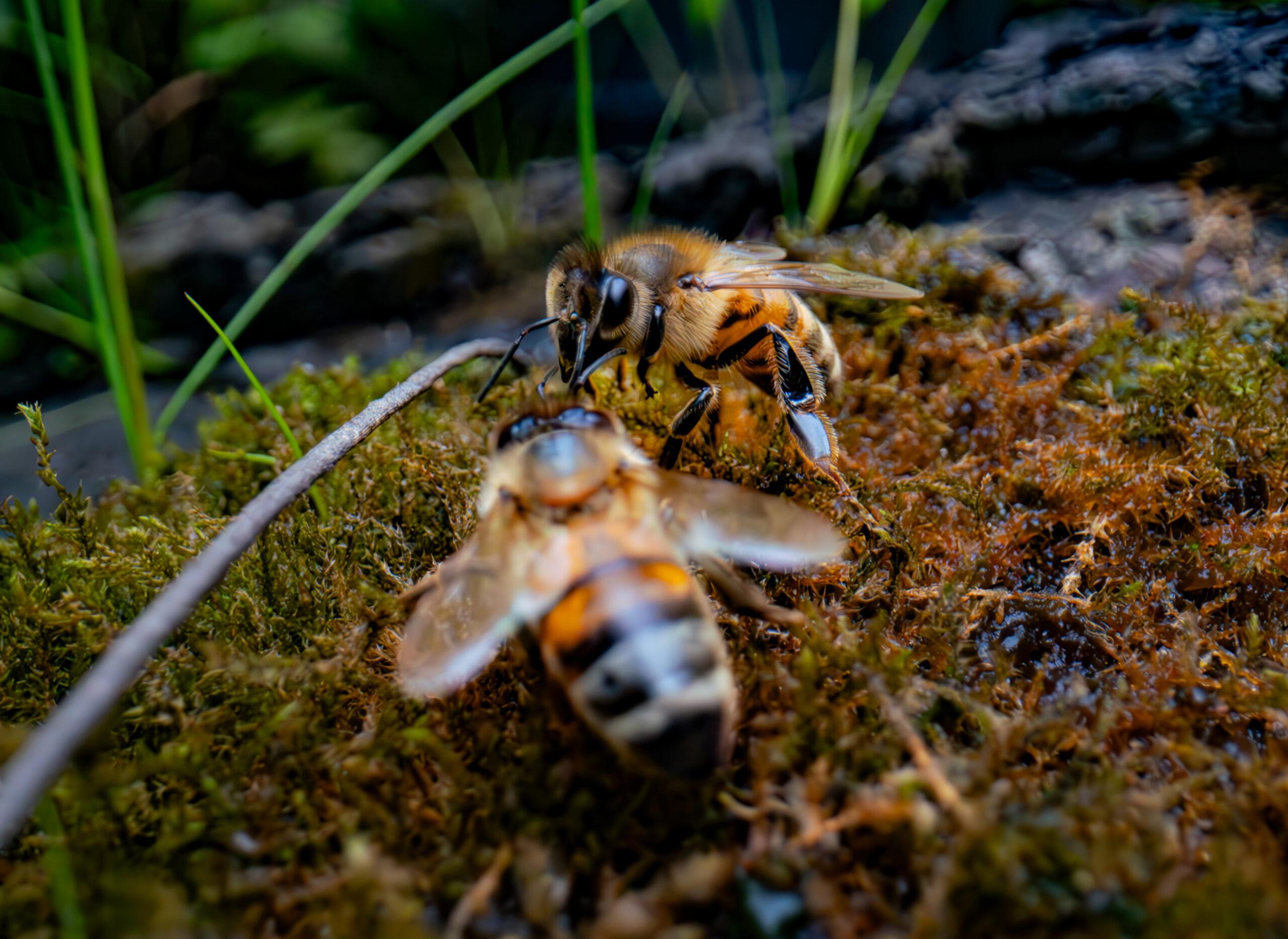 Two bee Insects near each other